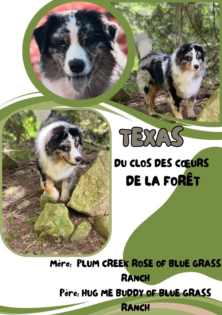 Texas du clos des coeurs de la foret